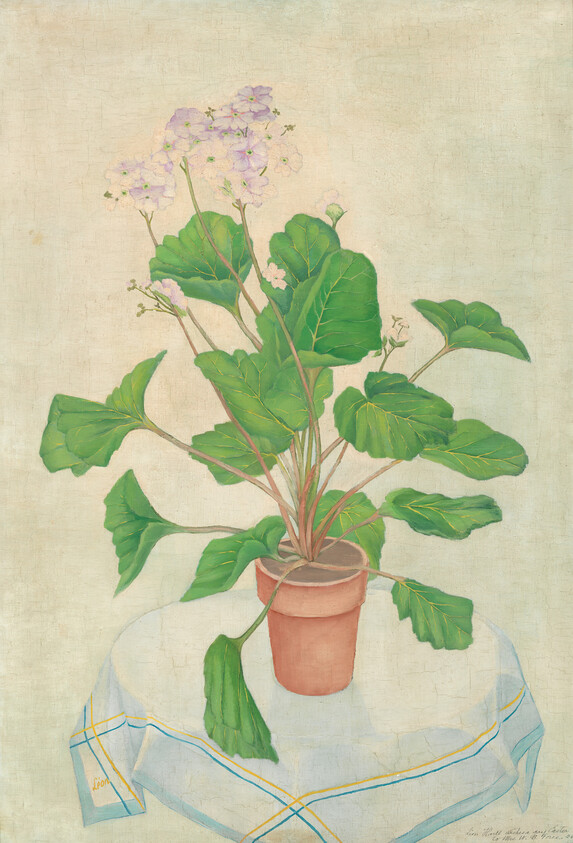 A potted African violet with pink flowers and large green leaves sitting on a table.