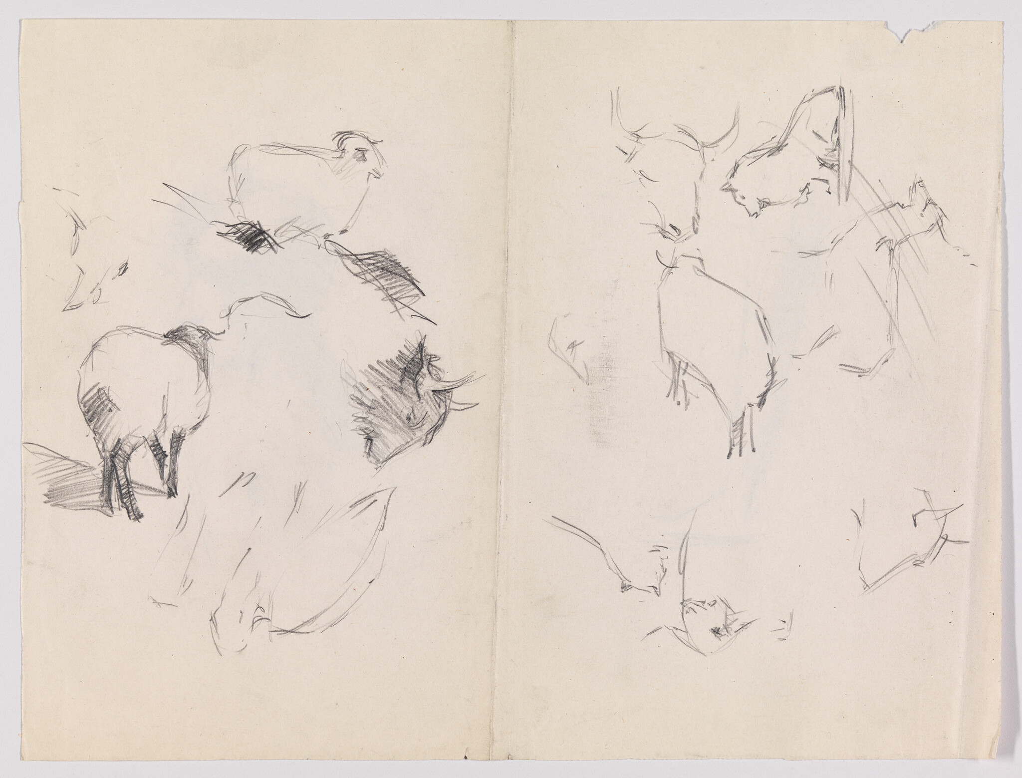 Loose pencil sketches showing several sheep in different poses across two pages.