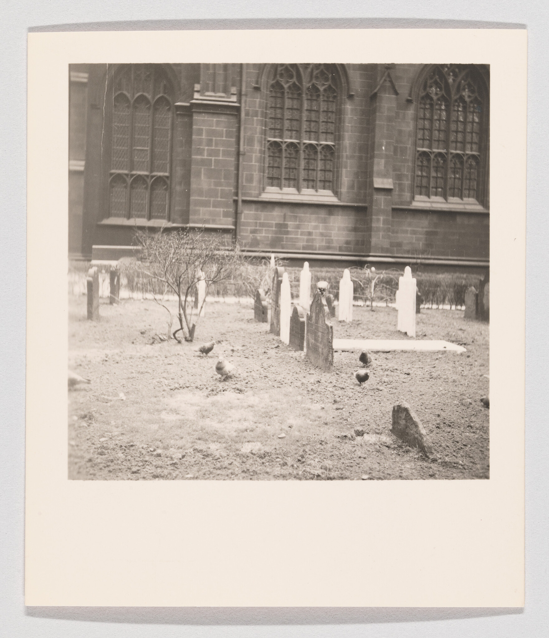 Graveyard with old headstones and pigeons scattered on the ground beside a church wall.