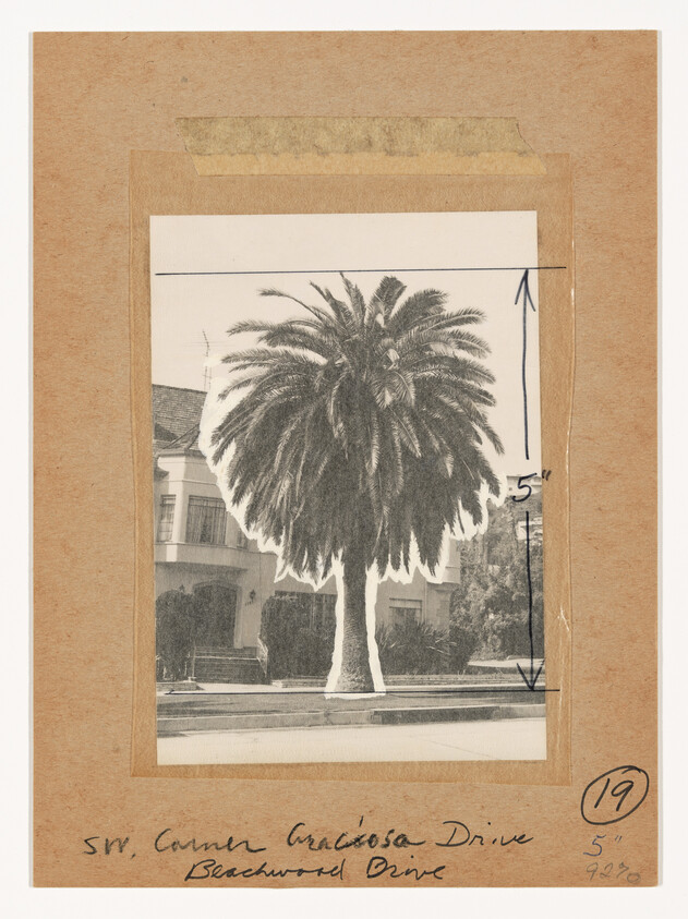 Large palm tree framed on taped cardboard with handwritten address and measurement marks.