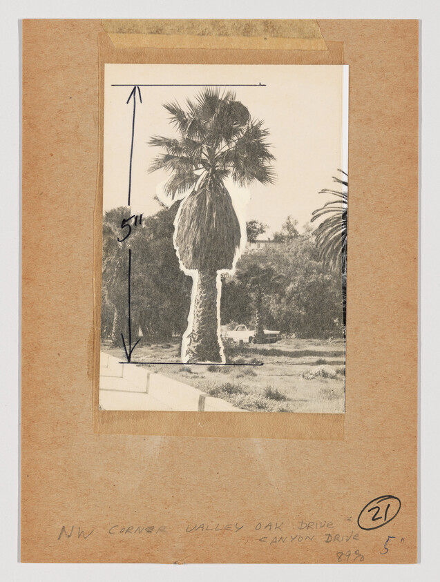 Palm tree outlined on paper with vertical arrows and a handwritten "5"" measurement.