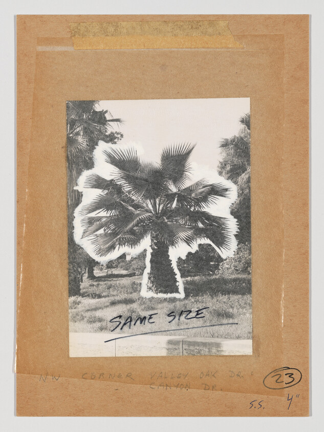 Black-and-white palm tree photograph mounted on brown paper with handwritten "SAME SIZE" across it.