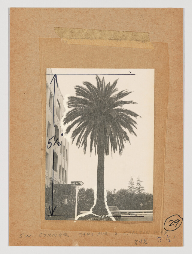 Tall palm tree stands beside a building with a one-way sign at a street corner.