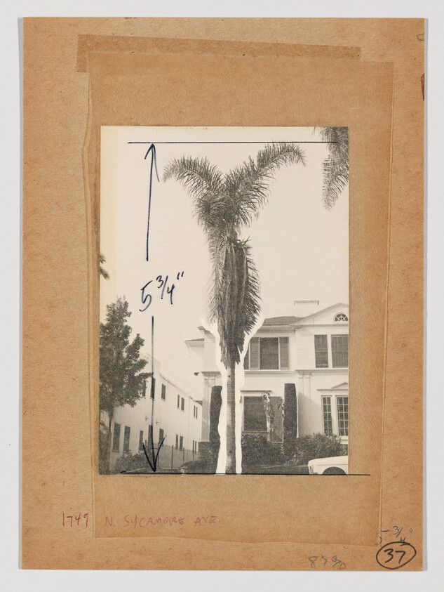 Two tall palm trees marked with a handwritten measurement stand in front of a two-story house.