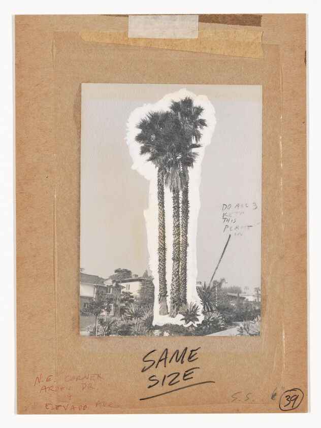 Three tall palm trees pasted on brown paper with handwritten note "SAME SIZE."