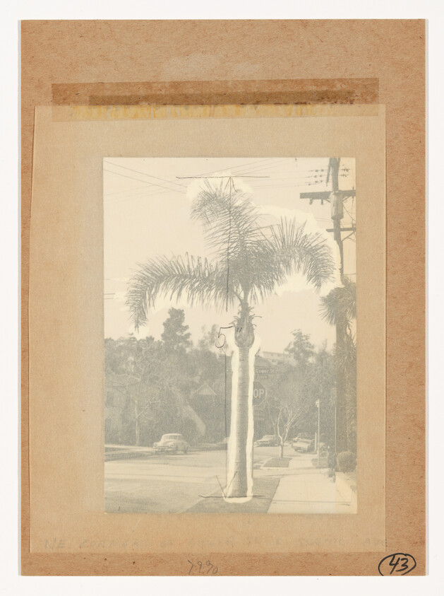 A tall palm tree stands next to a sidewalk and utility pole on a quiet residential street.