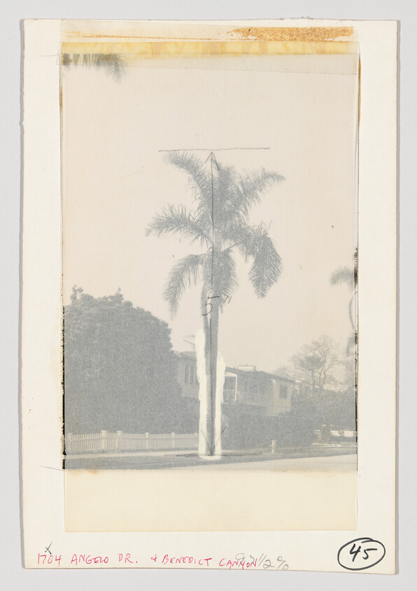 Tall palm tree stands in front of a residential street with houses and a white picket fence.