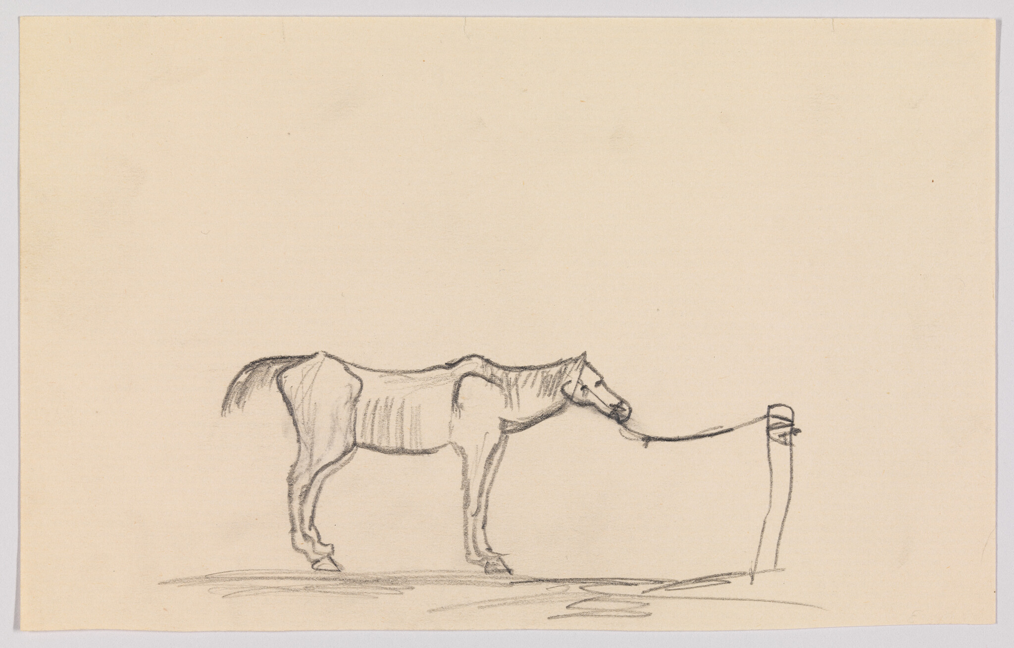 A pencil sketch of a horse standing calmly, tied by a rope to a wooden post.