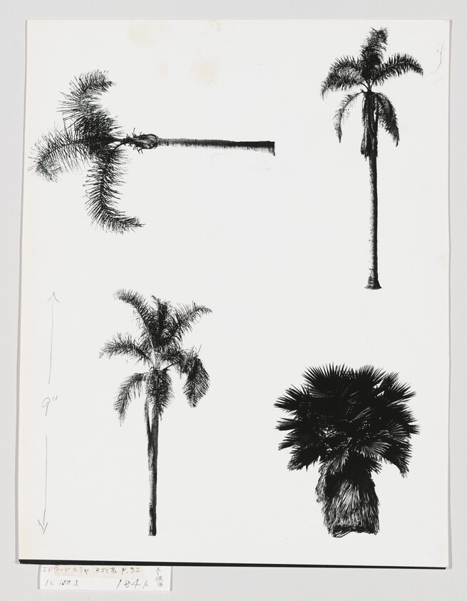 Four black palm tree drawings on white paper, showing different species and a vertical measurement.