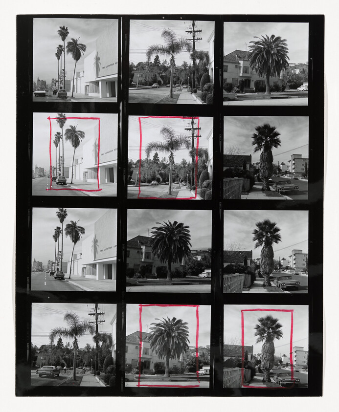 Contact sheet showing multiple black-and-white street photographs of palm trees, some framed with red boxes.