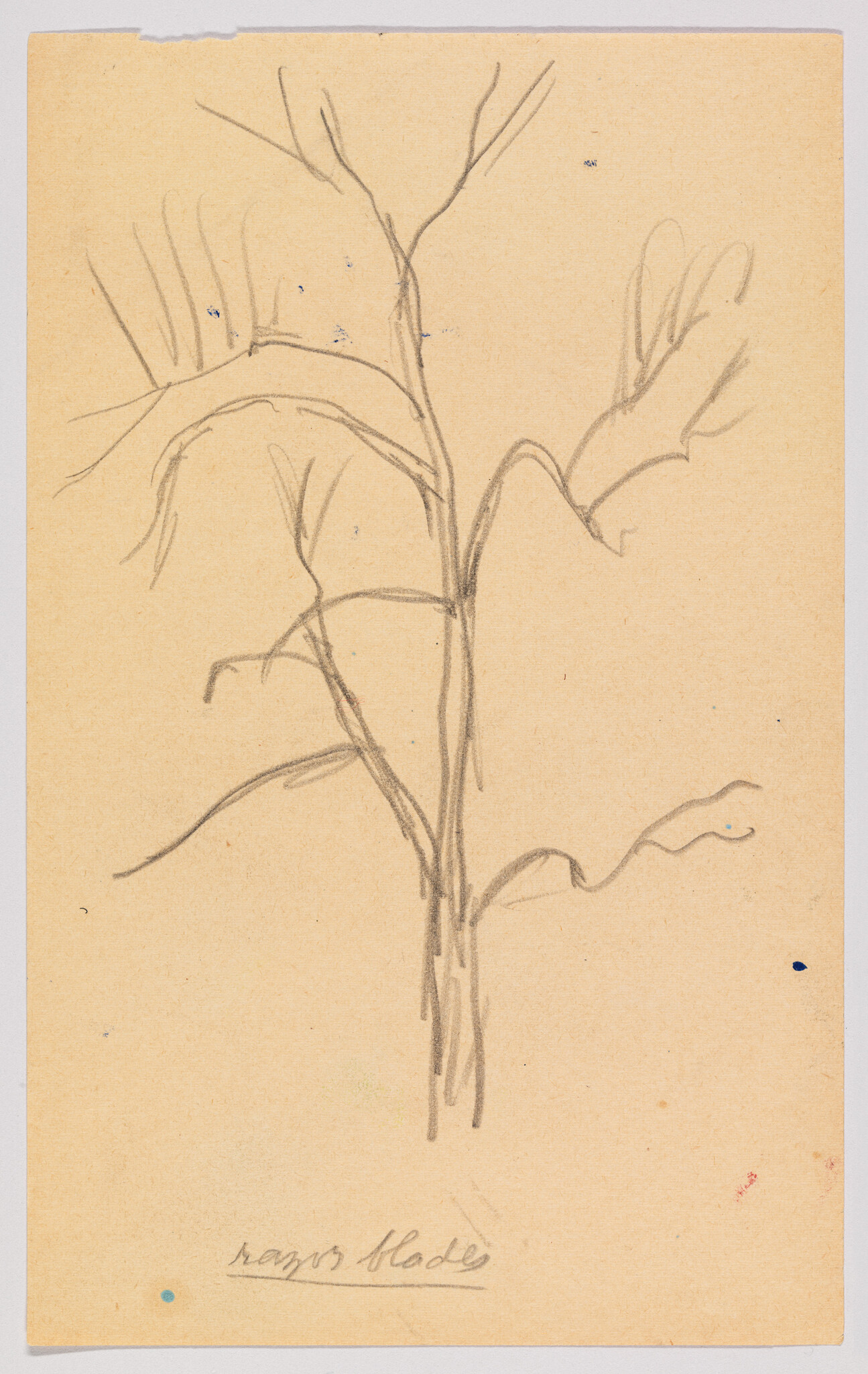 A simple pencil sketch of a plant with several stems and leaves on a yellowed paper, with the words "mangos shade" handwritten at the bottom.