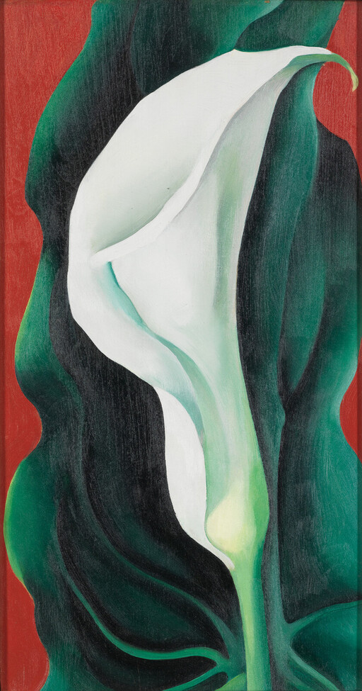 A single white calla lily with deep green leaves against a red background.