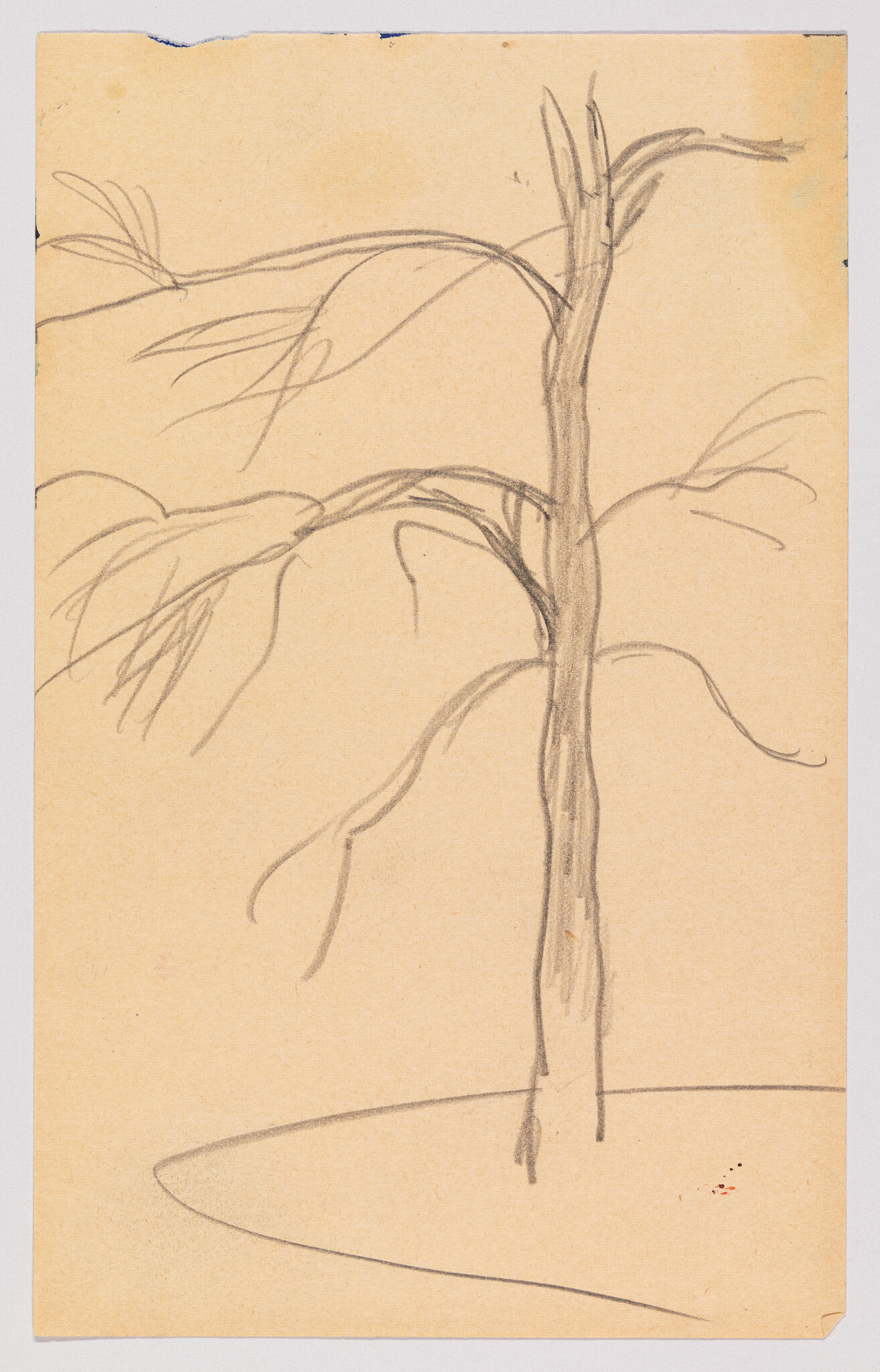 A simple pencil sketch of a bare tree with a few branches, drawn on aged, yellowish paper. The tree is depicted with minimal detail, emphasizing its silhouette against the plain background.