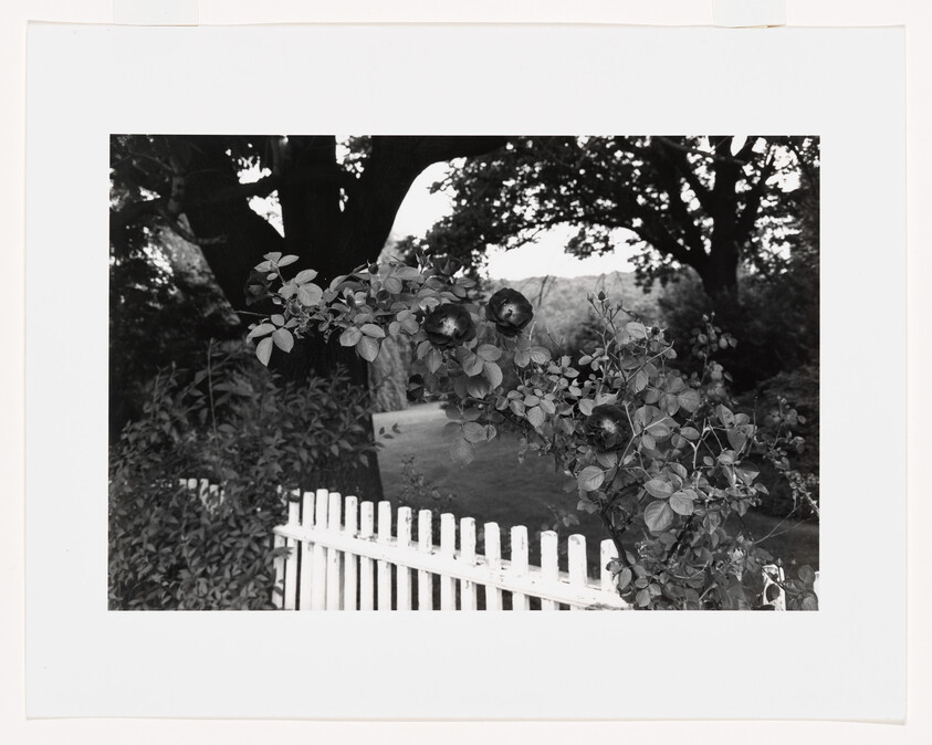 White picket fence with climbing rose branch and dark blooms arching in front of trees.