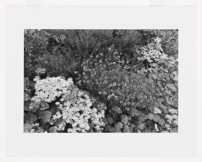 Clusters of small daisy-like flowers and round leaves densely cover a garden bed.