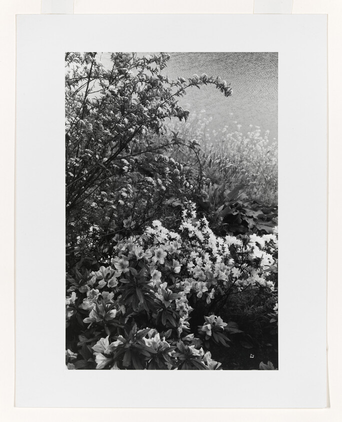 Dense flowering shrubs and bushes bloom along a calm riverbank in black-and-white.