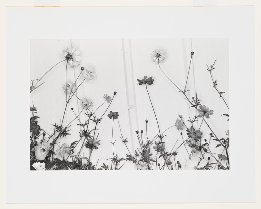 Tall slender wildflowers with thin stems and open blooms leaning against a light wall.