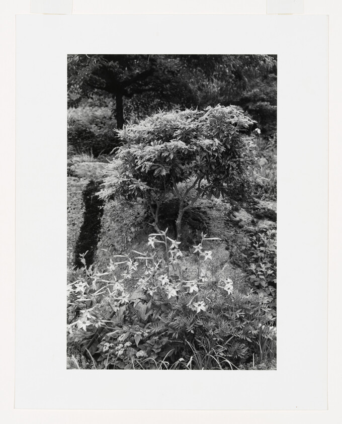 A small trimmed tree stands on a rocky slope above blooming lilies and foliage.