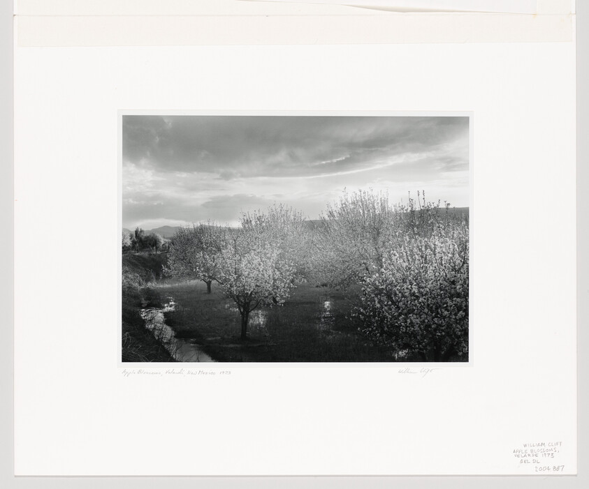 Blossoming orchard trees with puddles and a small creek under a cloudy sky.