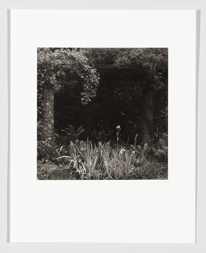Garden bed with tall irises in front of a vine-covered brick pergola and shaded archway.