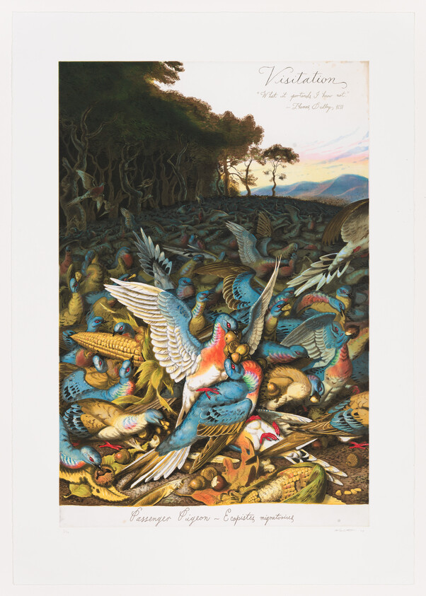 Many colorful passenger pigeons crowd a forest floor, fighting and feeding on corn and seeds.