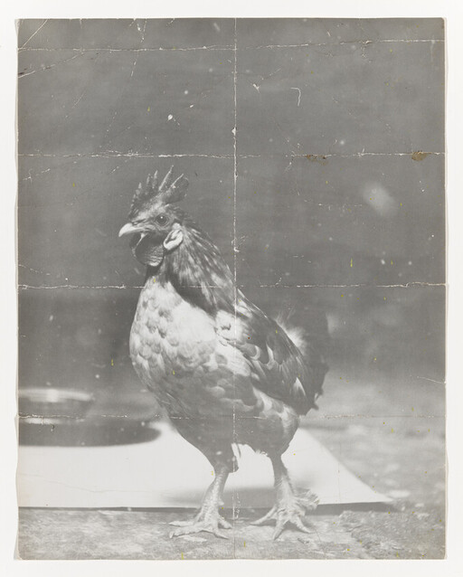 A rooster standing on a surface with folded wings and an upright comb.