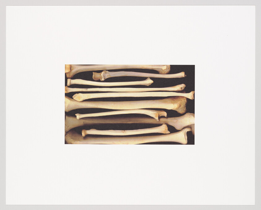 A series of bone specimens, possibly human, arranged in parallel with varying lengths and shapes against a black background, all centered within a white border.