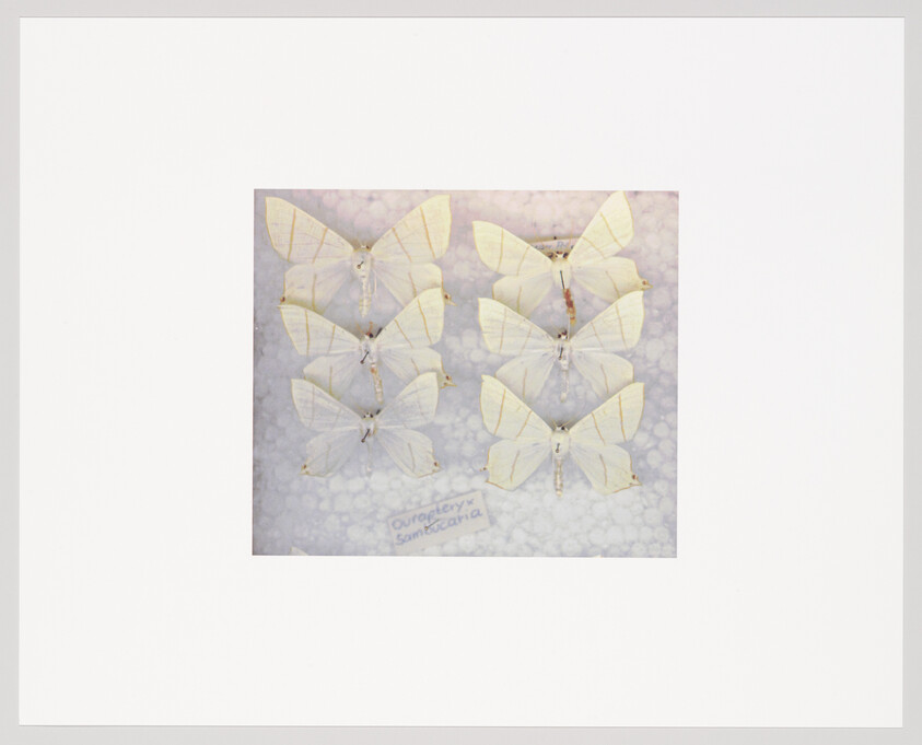 A collection of six pale yellow butterflies symmetrically arranged and pinned against a white background with a label that reads "Ourapteryx sambucaria."