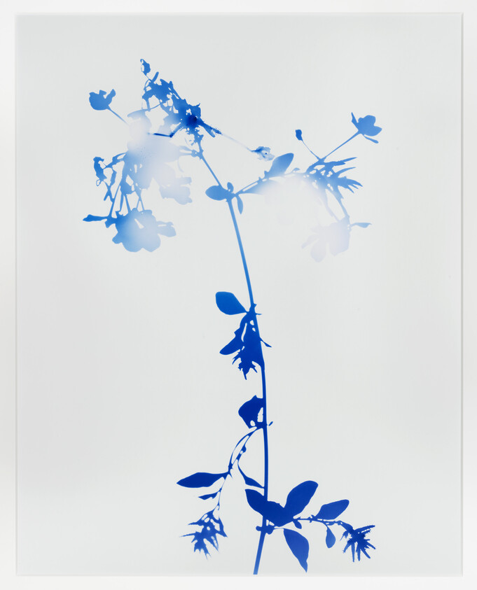 A blue silhouette of a tall flowering stem with leaves against a white background.