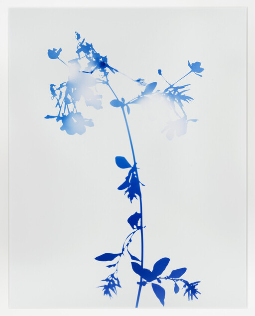 A blue silhouette of a tall flowering stem with leaves against a white background.