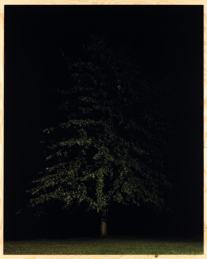 A solitary tree illuminated from below against a dark night sky, creating a dramatic contrast between the darkness and the highlighted leaves and branches. The image is framed by a light wooden border.