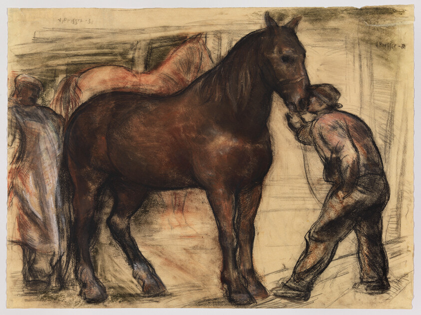 A stable worker leans forward to examine a large brown draft horse's bridle.