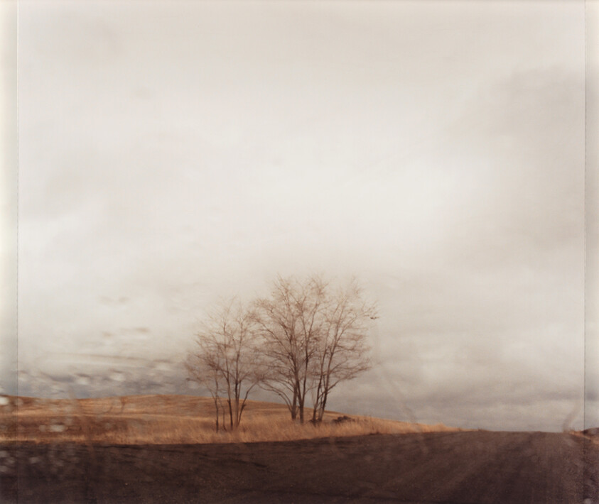 A small cluster of bare trees stands on a grassy hill under a wide cloudy sky.