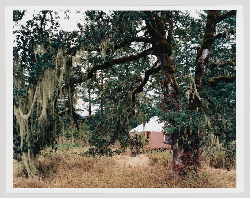 A large moss-covered oak with hanging Spanish moss towers over a small yurt in a grassy clearing.