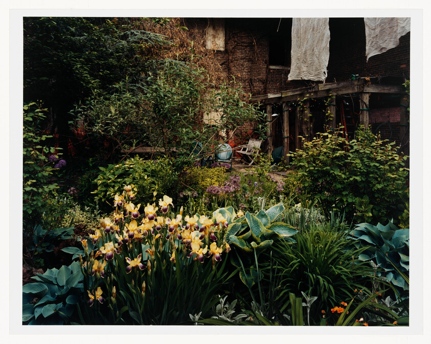 A dense backyard garden with blooming yellow irises and laundry hanging above a wooden porch.
