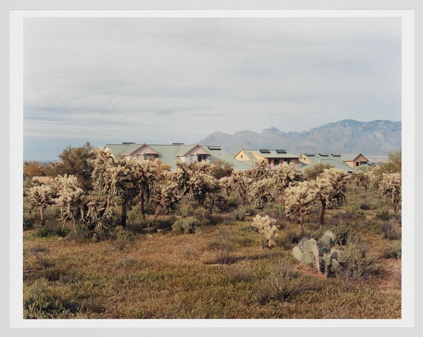 Rows of cholla cactus and desert plants in front of pastel houses with mountains behind.