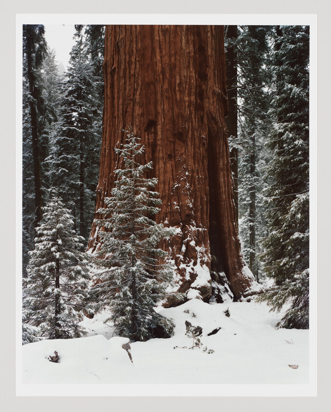 Massive sequoia trunk towering among snow-covered firs in a quiet winter forest.