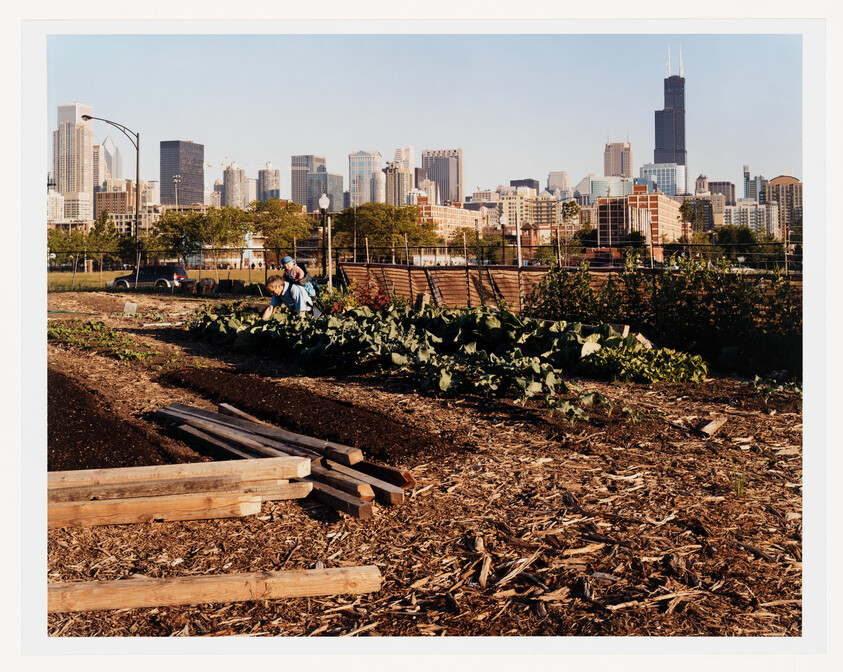 A community garden in the foreground with raised beds and lush green plants, with a city skyline featuring tall buildings in the background under a clear sky. A person is crouching down in the garden, tending to the plants.