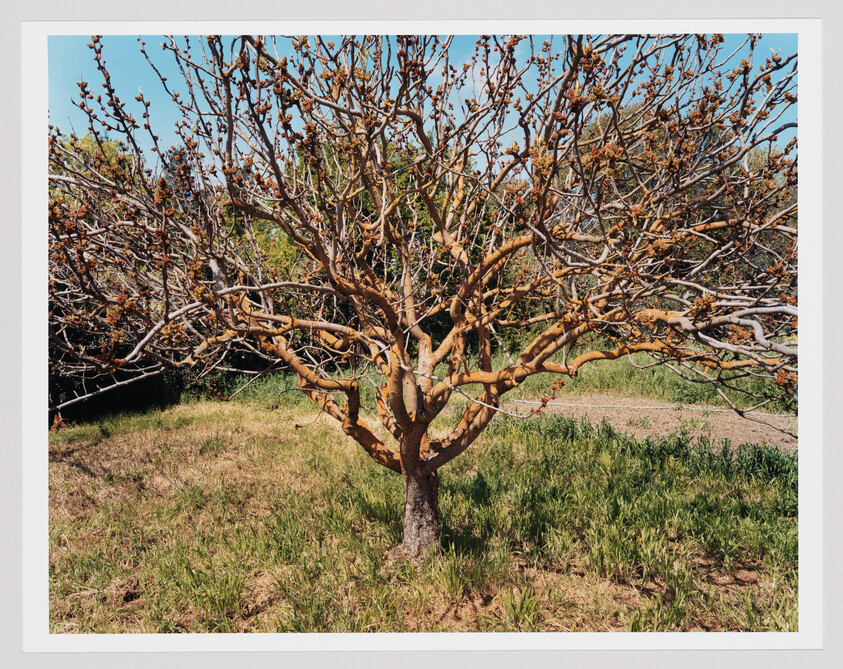 A small deciduous tree with many bare twisting branches stands in a sunlit grassy yard.