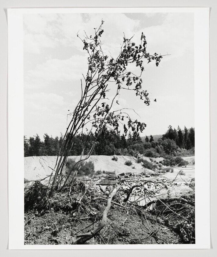 A leaned, leafed tree with exposed roots stands on disturbed soil above stacked logs and forest.