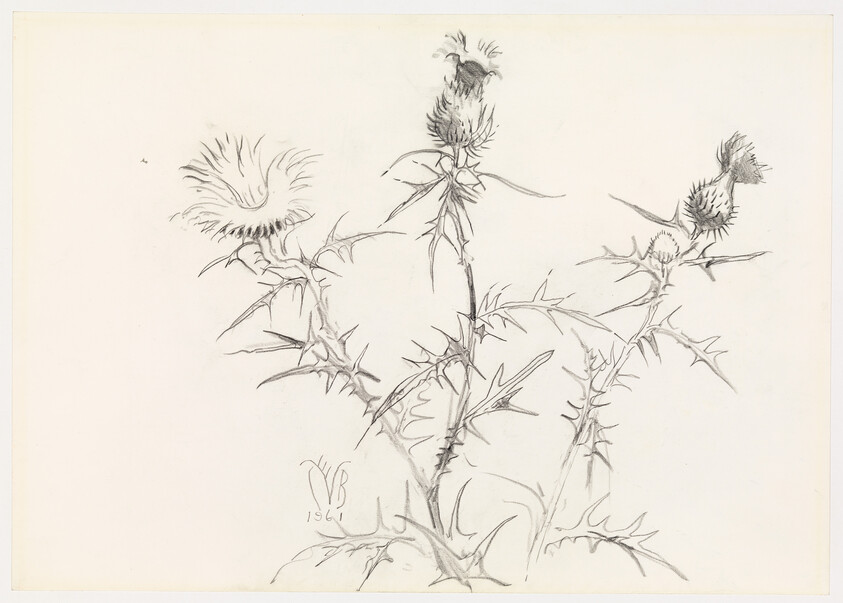 A pencil sketch of thistle plants with detailed spiky leaves and flower heads, signed and dated at the bottom left corner. The drawing is on a white background with soft shading to depict the texture of the plants.