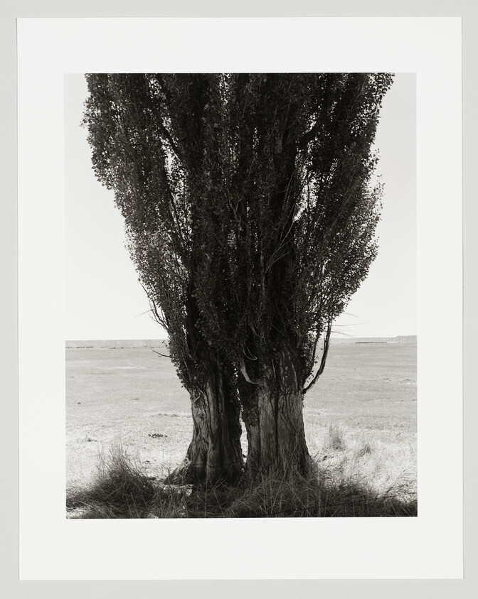 Black and white photograph of a tall, dense tree with multiple trunks, standing alone in a vast, open field with a clear sky above.