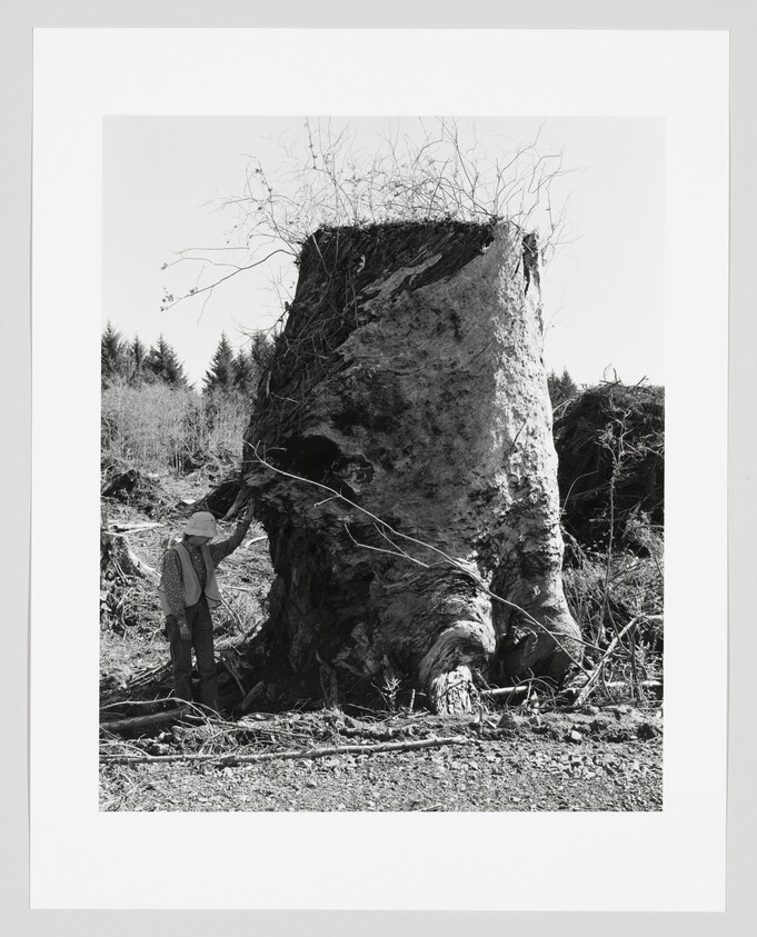 Person in hat examines and touches a massive uprooted tree stump in cleared forest.