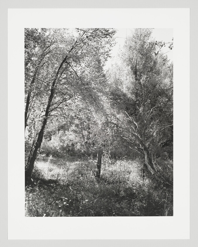 Sunlit trees and dense undergrowth surround a small stream flowing through a quiet forest clearing.