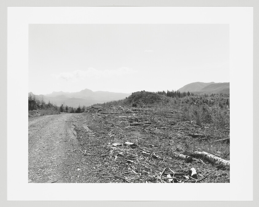 A dirt road runs beside a cleared hillside strewn with tree branches and stumps, distant mountains beyond.
