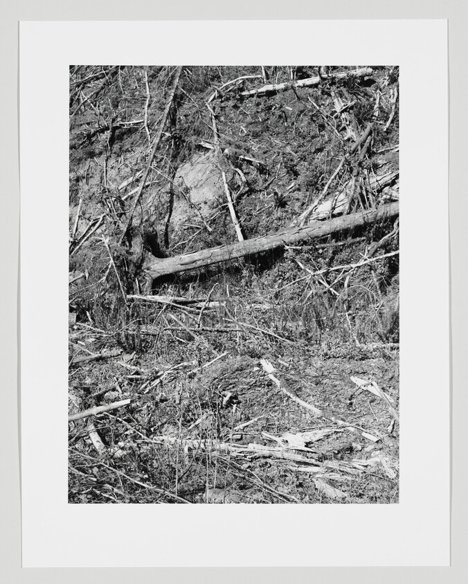 Fallen tree trunks and broken branches scattered across a steep, debris-covered hillside.