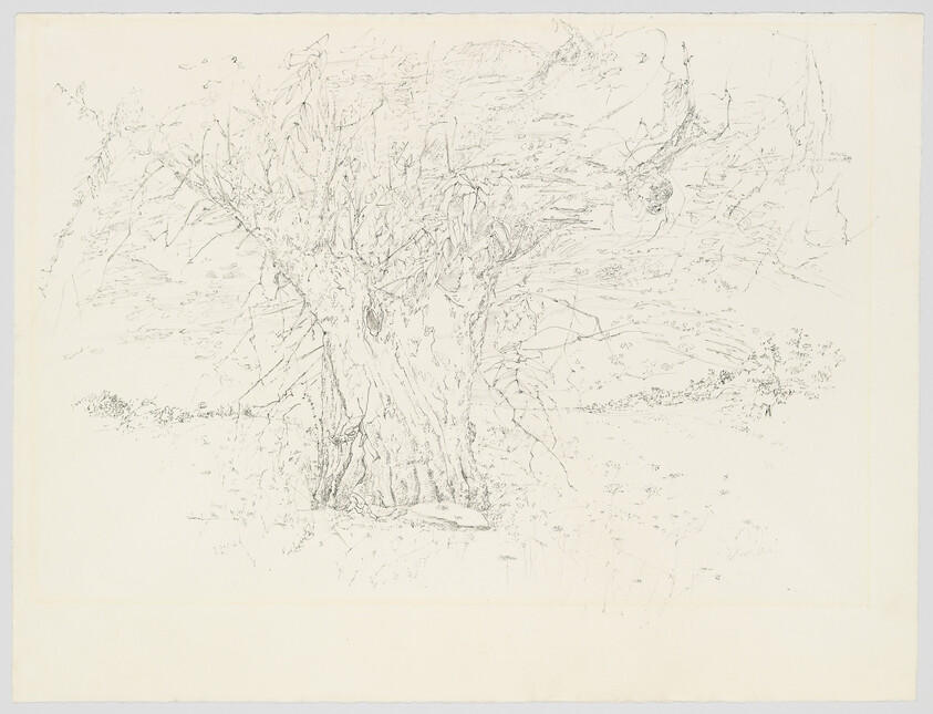 A detailed pencil sketch of a wide, gnarled tree trunk with spreading branches and sparse leaves.