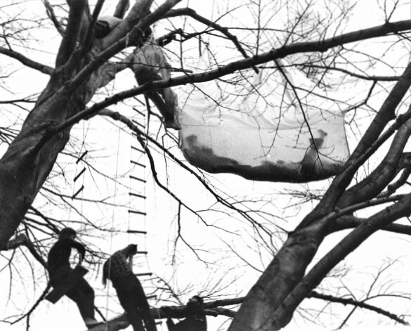 Three men secure a suspended canvas stretcher high in a leafless tree using ladders and ropes.