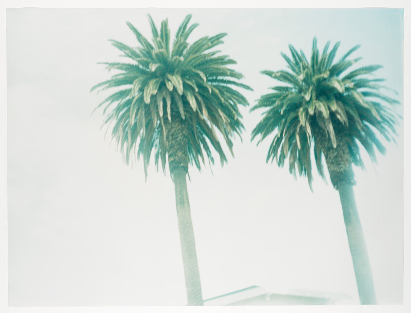Two tall palm trees rise above a pale sky with a house roof barely visible.