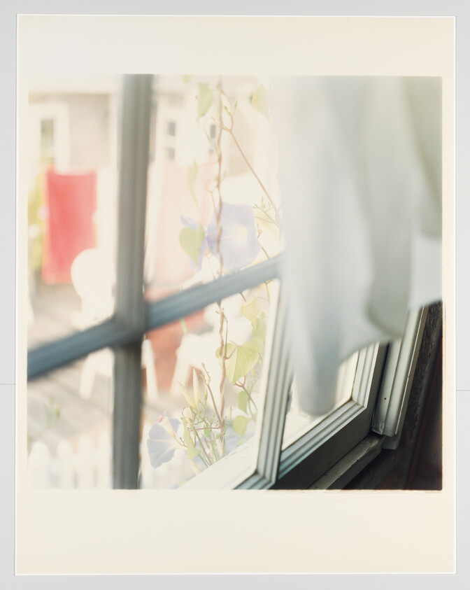 A partially open window with morning-glory vines and a sheer curtain blowing in soft light.